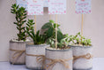Cargar la imagen en la vista de la galería, Planta suculenta de cerámica con mecate - PAQUETE 10 PIEZAS