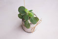 Cargar la imagen en la vista de la galería, Planta suculenta de cerámica con mecate - PAQUETE 10 PIEZAS